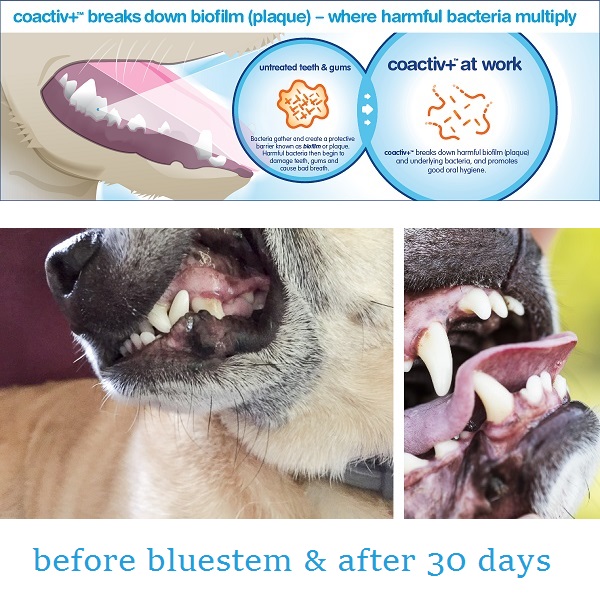 coactiv_infographic-bluestem before and after