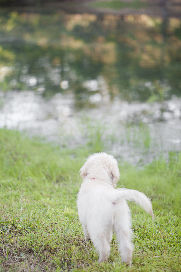Goldendoodle puppy looking at creek