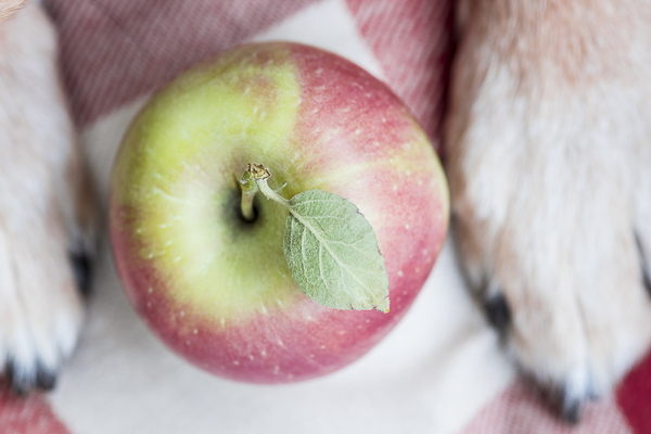 Daily Dog Tag - Fall Treats for Dogs, apple between dog paws