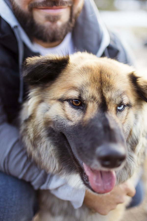 Husky-chow-mix, man's best friend