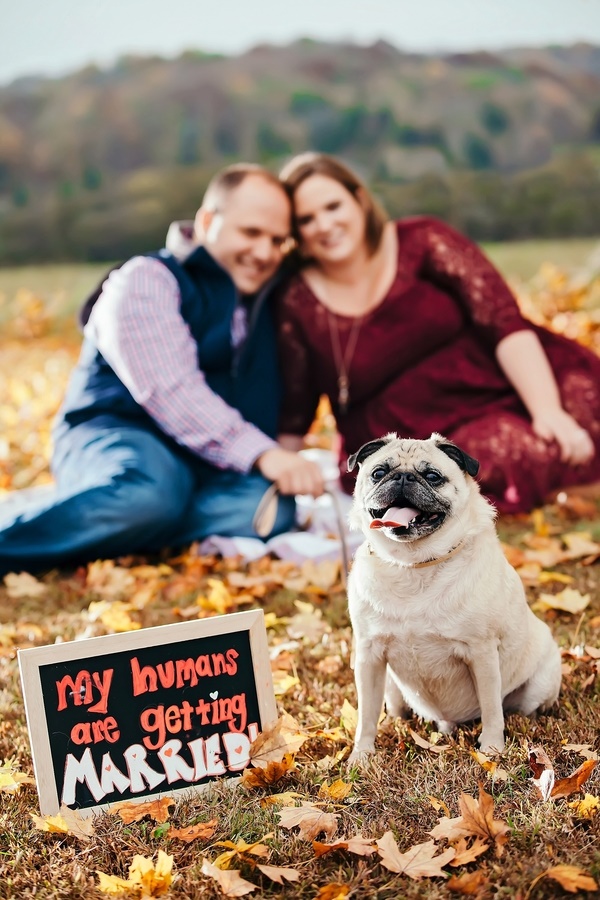 Pug, save the date fall engagement session with dog, fetching
