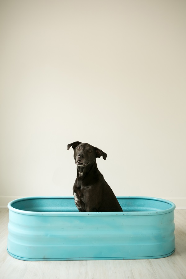 Weimaraner/Lab mix-in-blue-tub, Nashville dog photographer