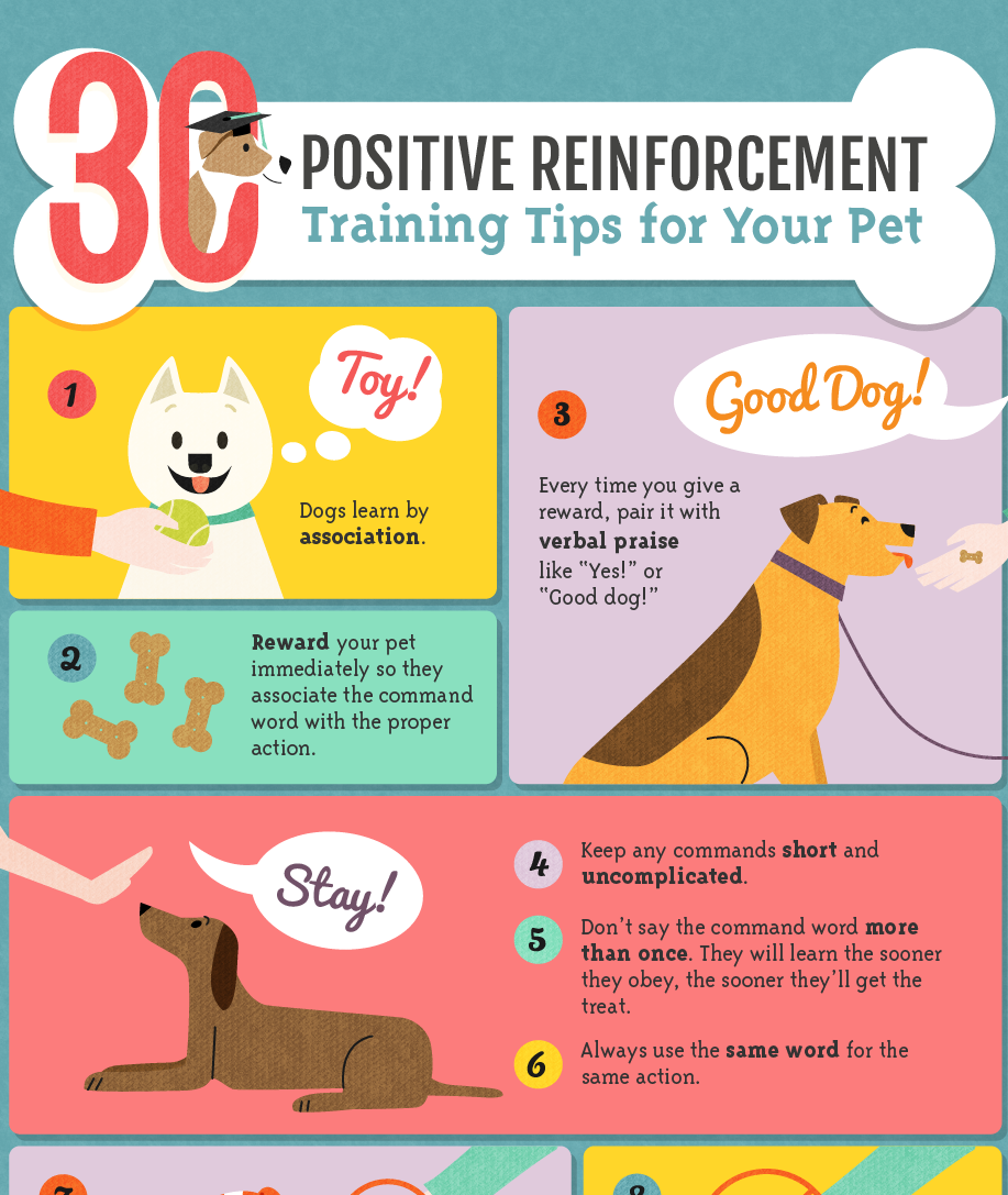 Wereldbol vertel het me genezen Dog Training Tips: Why Positive Reinforcement Training Is Best - Daily Dog  Tag