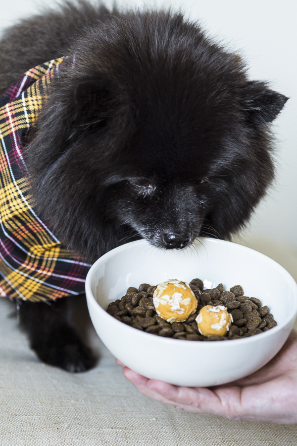 Pomeranian wearing plaid bandana pumpkin treat food toppers | Daily Dog Tag - Fall Treats for Dogs