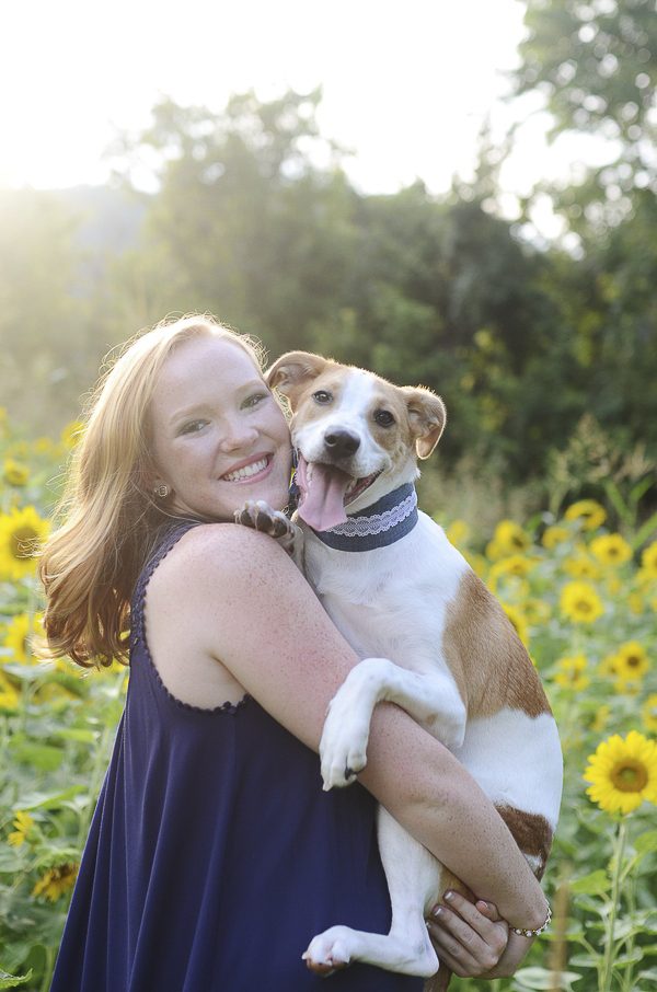 high school senior girl holding brown and white dog in sunflower patch