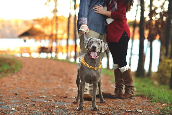 Silver Lab and couple at lake Autumn engagement session