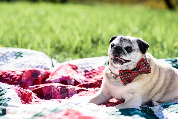 happy-senior-pug-wearing-red-plaid-bow-tie
