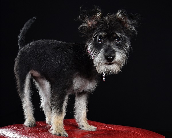 small black terrier mix standing on red ottoman