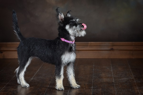 black white tan terrier mix with tongue out, studio dog portraits