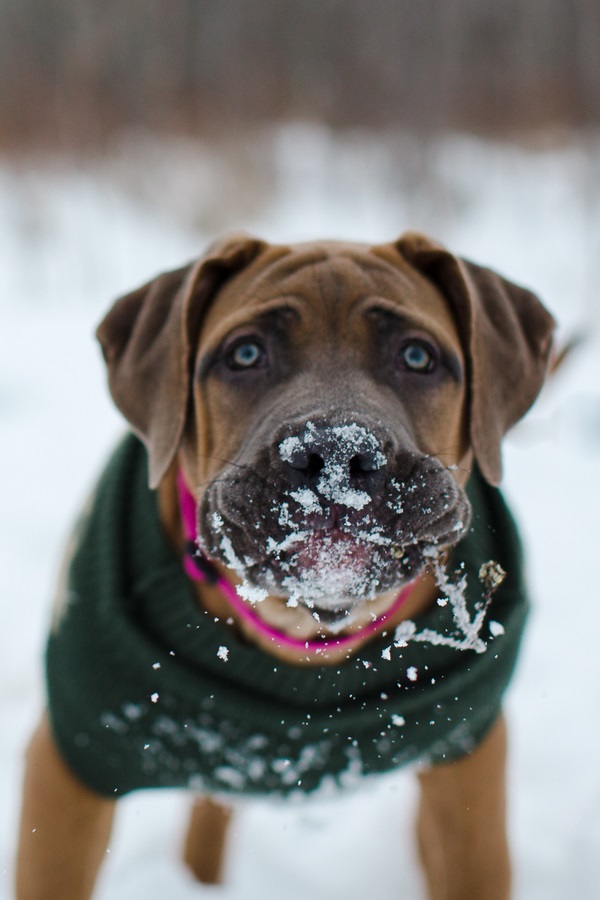davingphotography-dog-in-snow, Mastiff wearing pink collar, green sweater