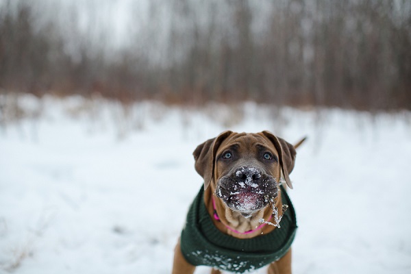 Mastiff pup with snow covered muzzle