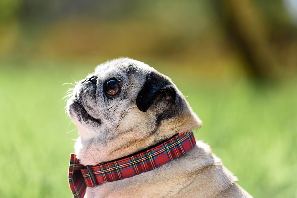Senior Pug wearing red plaid collar and bow tie, on location dog photographer