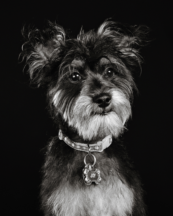 black white portrait of terrier mix,