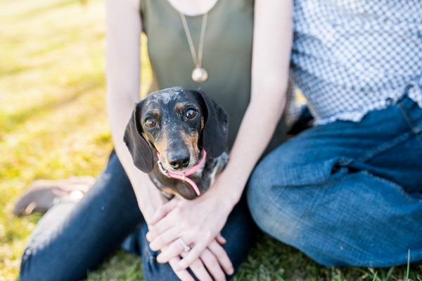 dapple dachshund , engagement photos with dogs