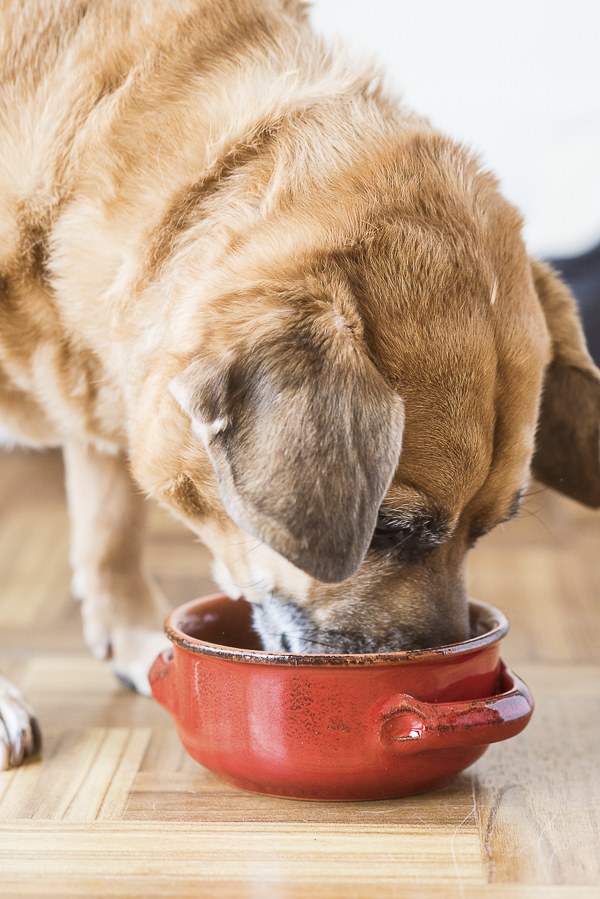 small brown dog eating dog food out of red ceramic bowl - Natural Balance Dog Food