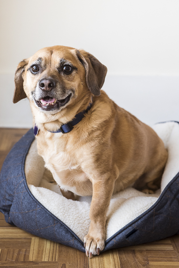 Happy mixed breed in blue denim dog bed
