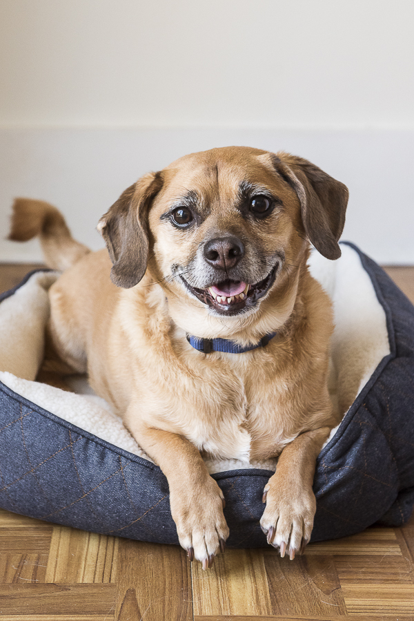 happy dog lying in denim dog bed, Puggle, Daily Dog Tag - Natural Balance Dog Food