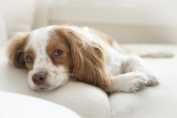 red and white spaniel lying on sofa, dogs on furniture lifestyle-dog-portraits