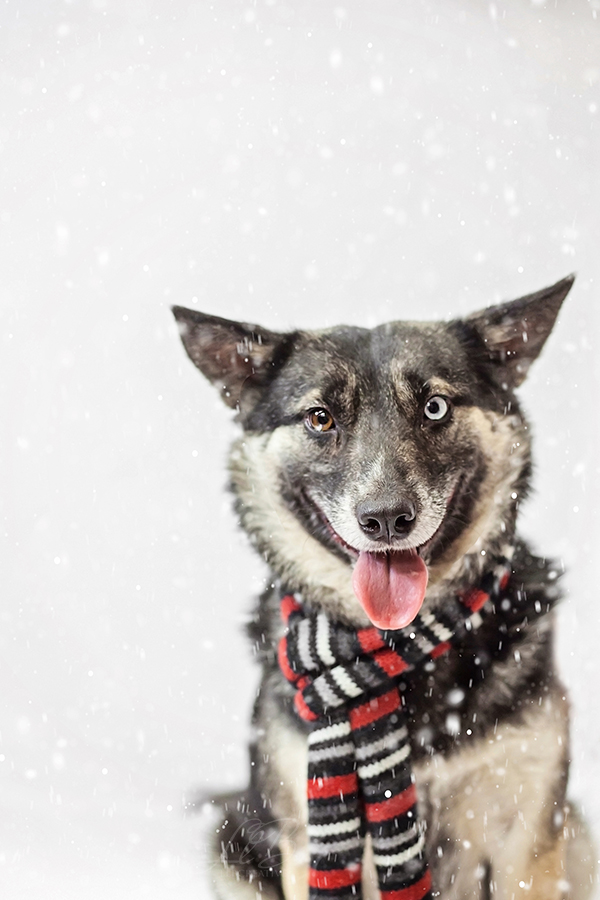 happy dog in scarf, holiday mini sessions, Toronto-dog-photographer-sit-with-me-rescue-4967