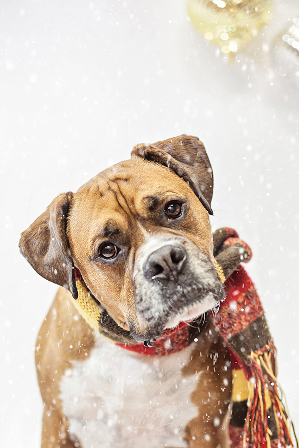 Handsome dog in scarf, Winter portraits Toronto-dog-photographer-sit-with-me-rescue-4991