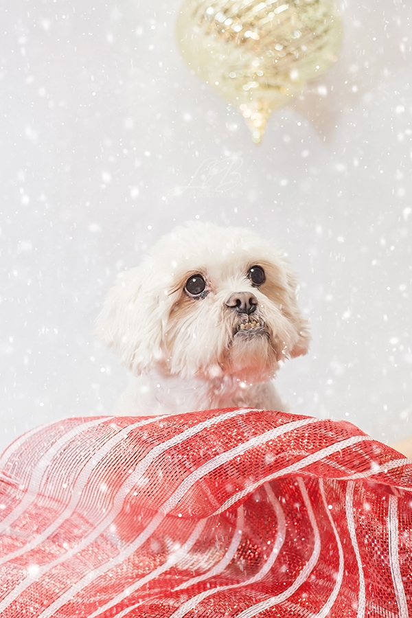 Toronto-dog-photographer-sit-with-me-rescue-5065, holiday portraits with dogs