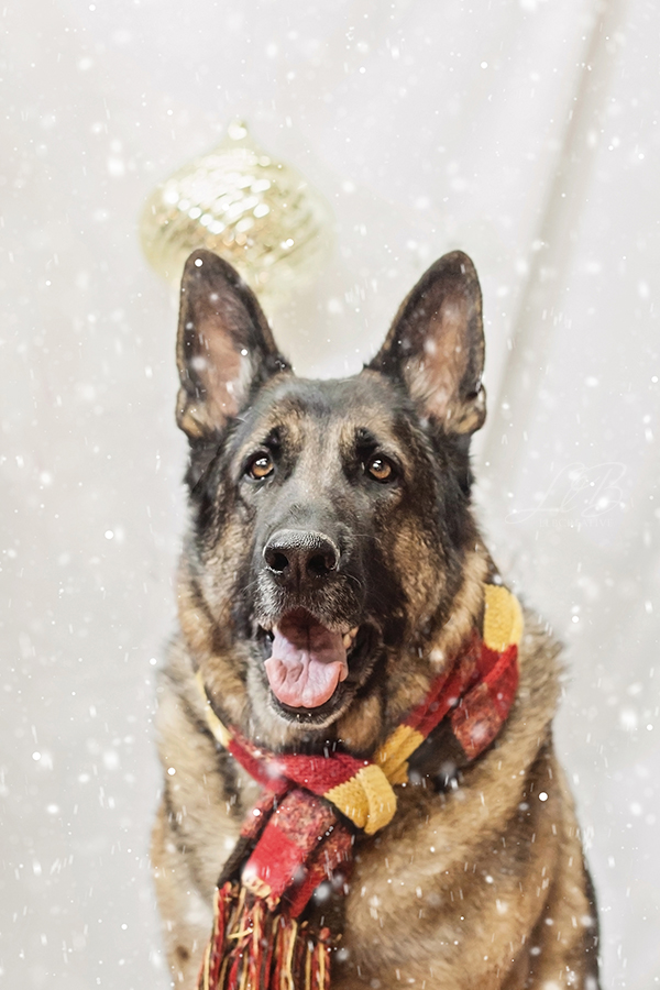 German Shepherd in winter scarf, holiday pet portraits, toronto-dog-photographer-sit-with-me-rescue-5328