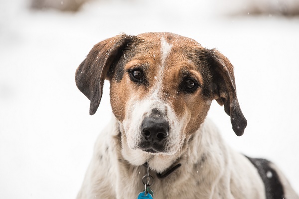 adorable Coonhound mix in snow