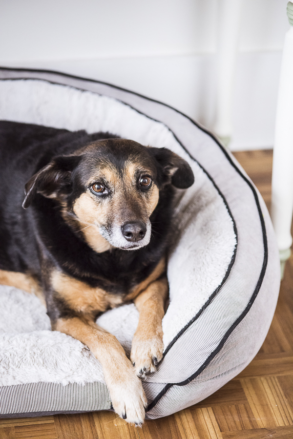 mixed breed dog in luxurious dog bed