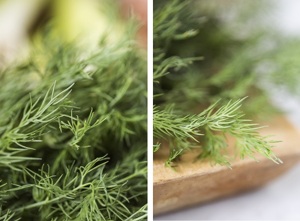 close up of dill