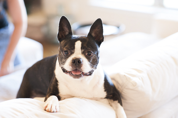 cute Boston Terrier lying on white sofa cushions