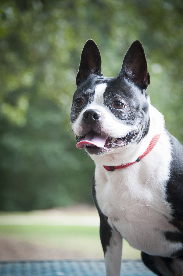 smiling Boston Terrier sitting on picnic table