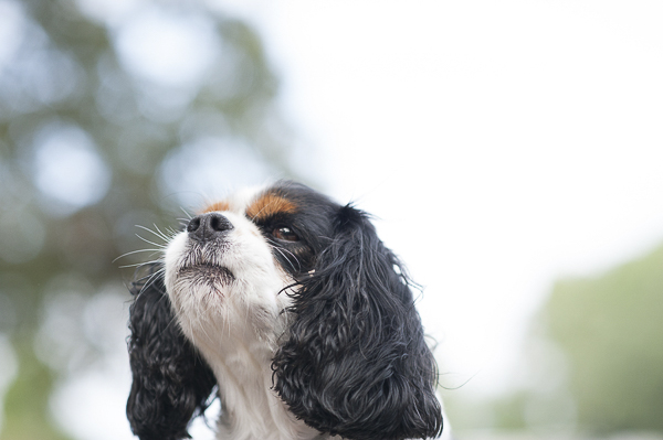 close up of King Charles Cavalier Spaniel with black ears and red eyebrows, 