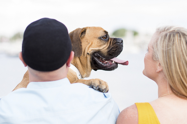 Valley Bulldog with tongue out, man holding dog