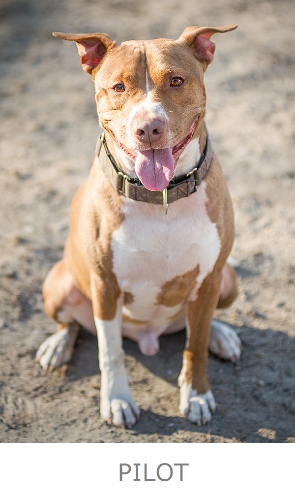 handsome adoptable pit bull mix, brown white dog sitting