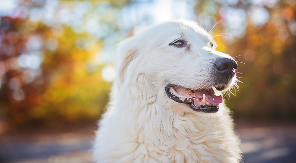 beautiful Great Pyrenees on autumn day