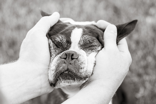 Boston Terrier enjoying two handed head rub