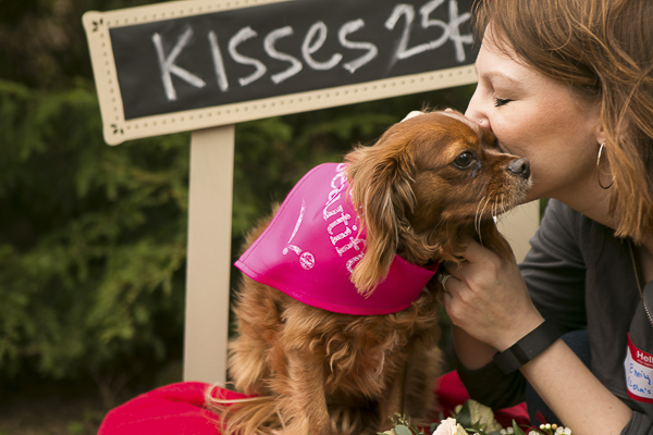Brown King Charles Spaniel getting a kiss, Caventine's Day Pawty, Nashville Cavaliers