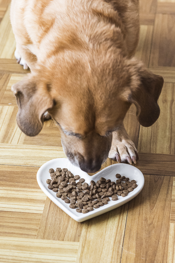 Puggle eating dog food off white heart shaped plate