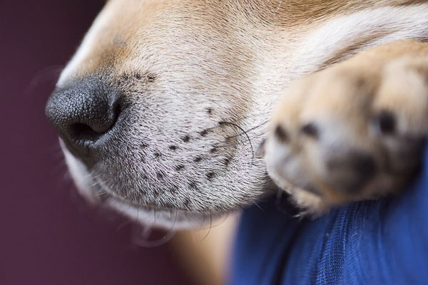 puppy nose and whiskers, dog detail shots