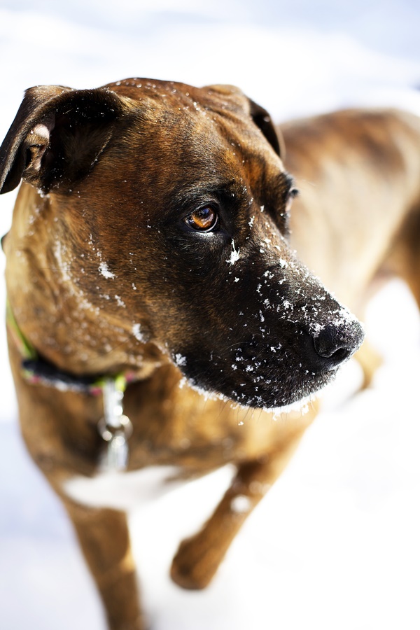 handsome brindly Boxer-Lab mix in snow
