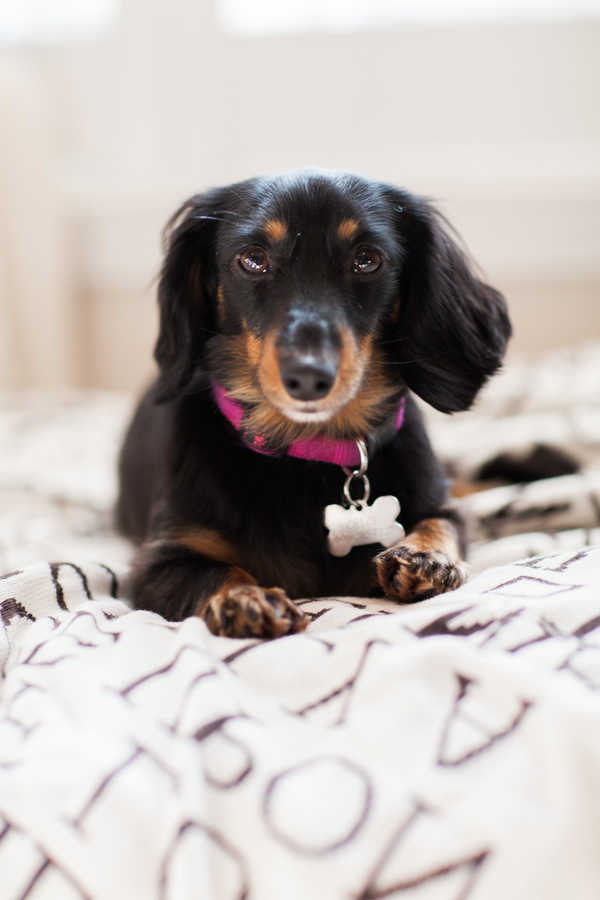 black tan mini Dachshund in pink collar, lifestyle dog photography
