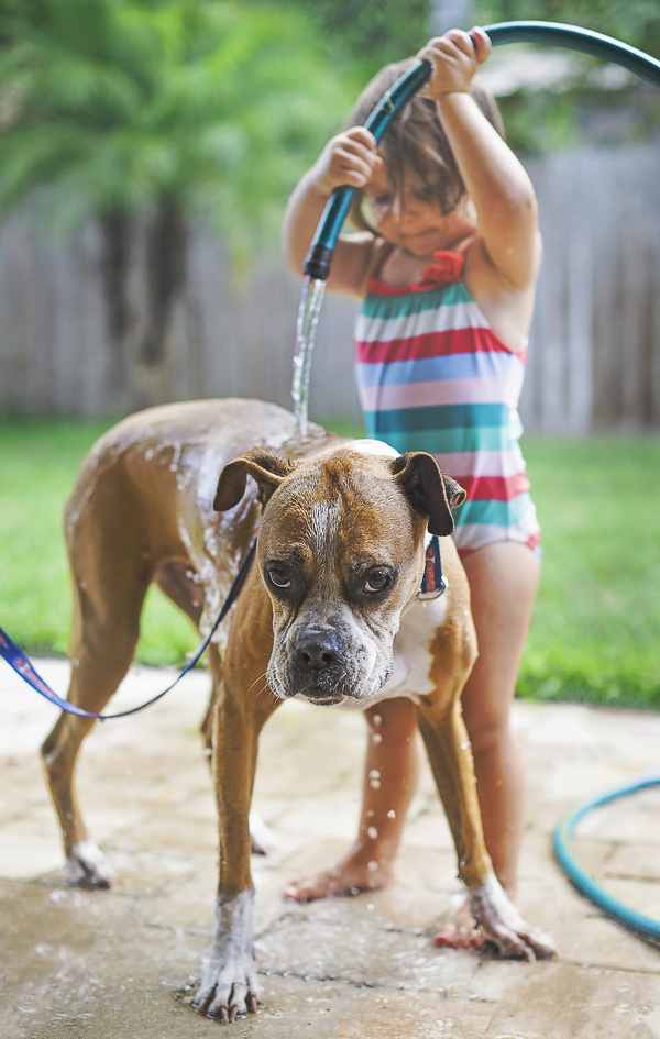 toddler hosing Boxer off, little girl giving dog bath in backyard. 