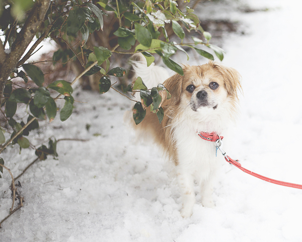cute dog under bush, Pekingese mix in snow