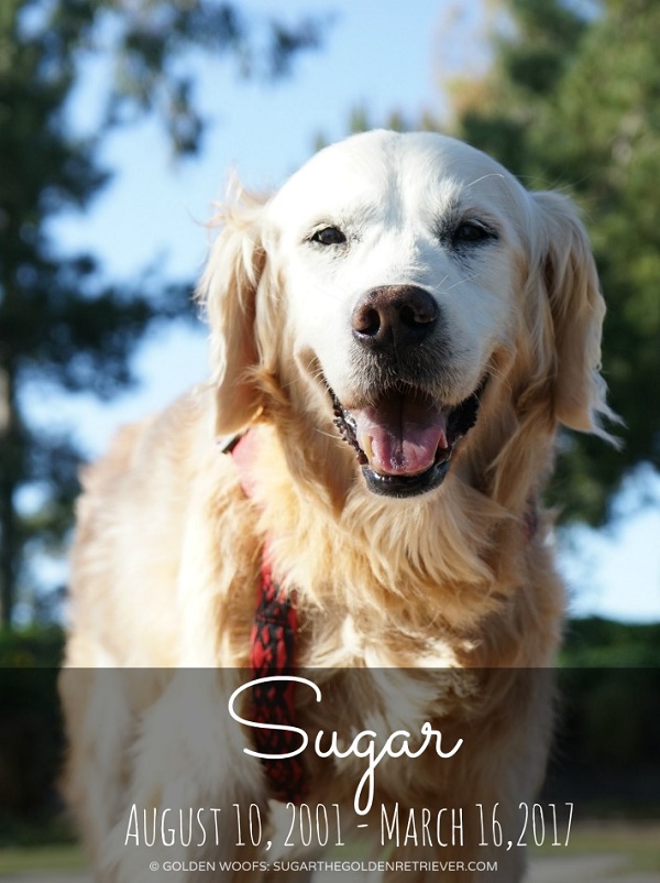 In Loving Memory:  Sugar the Golden Retriever