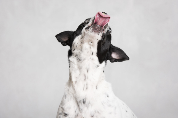 black white terrier mix tongue out, 