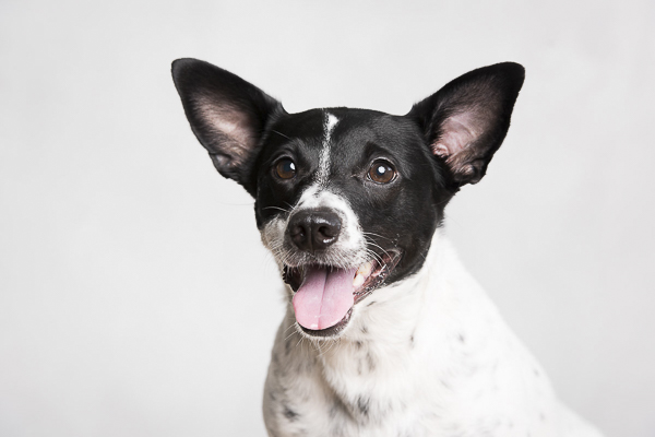 black white terrier mix, rescue dog 