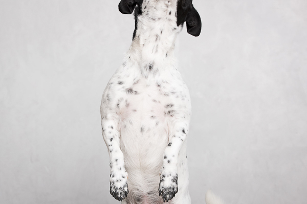 black white terrier mix, studio dog portraits