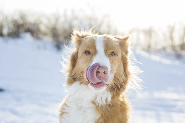 Tolller, tongue out, snow dog photography