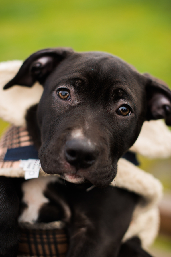 dark brown adorable lab/American Bulldog cross