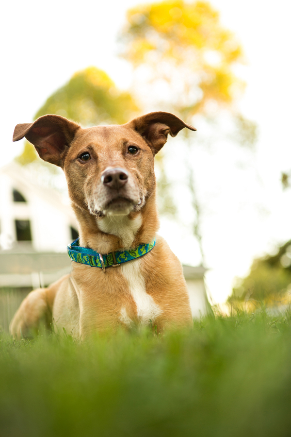 brown mixed breed dog wearing green blue collar